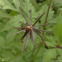 Bidens biternata (Lour.) Merr. & Sherff